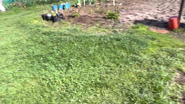 «Минутное» видео о растениях на «подтанцовках». смотреть онлайн