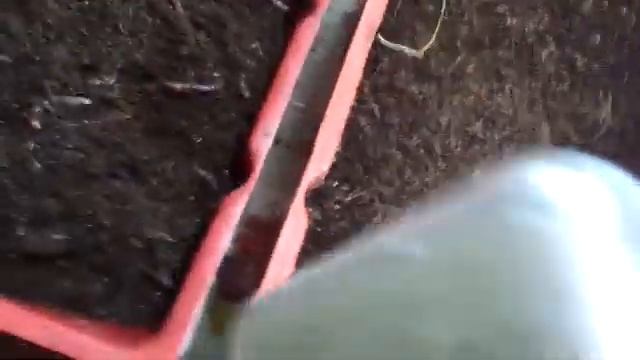 Прошло более двух недель, после запуска червя в субстрат с добавлением ферментированного навоза. смотреть онлайн