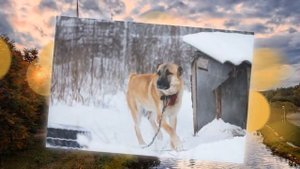 г. Псков. Берт, Брэйк и Груня - в дар!