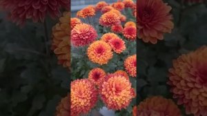 Чем отличается хризантема мультифлора от корейской? Как зимует,как формировать?