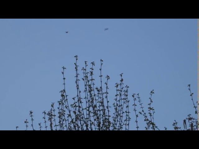 Майские жуки