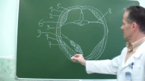 Топография фасций шеи по Шевкуненко В.Н.