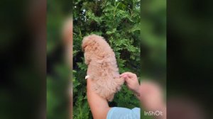 Мальтипу F1 Эксклюзив🔥 Мини малыш🐶 #maltipoopuppy #мальтипу #maltipoo #щенкимальтипу#щенки