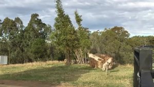 Дерущиеся кенгуру