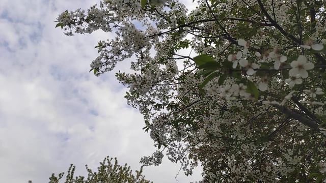 Цветение вишни смотреть онлайн