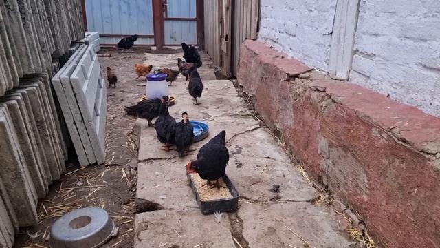 крайняя наседка этого года! смотреть онлайн