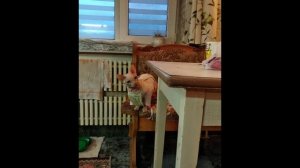 МАРСИК МУХОЛОВ