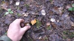 Поляна белых! ВЕЧЕРНЯЯ ПРОГУЛКА ПО ГРИБЫ В ЛЕС! Грибы сентября! mushroom picking БЕЛЫЕ ГРИБЫ!