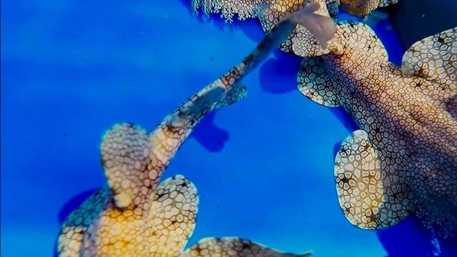 Tasselled Wobbegong Shark смотреть онлайн