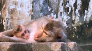 Monkey Luna Just comes back temple & she gives comfort to baby Leo & Libby