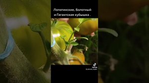 Обзор томатов Лопатинские , Болотный и Гигантская кубышка .