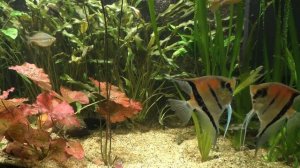 Скалярии Манакапуру и радужницы!!!