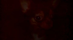 Как ухаживать за собакой чихуахуа советы от Мичи