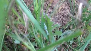 Мы словили крота. We catch mole Маленький крот