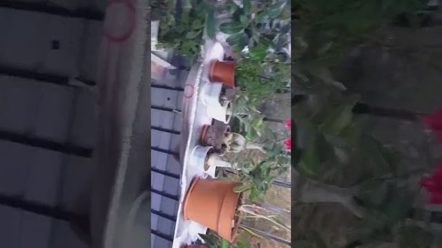 Гүлдерім- балконды толтырды. ? 18.04.2020 (сенбі ) смотреть онлайн