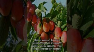Слива Алтайская Юбилейная