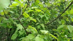 Медоносы СТЕПЕЙ. Медовый КОНВЕЙЕР:вишня-магалебка + клён татарский + боярышник/глед 07 мая 2020.