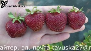 АМБРОЗИЯ клубника средне-раннего срока созревания