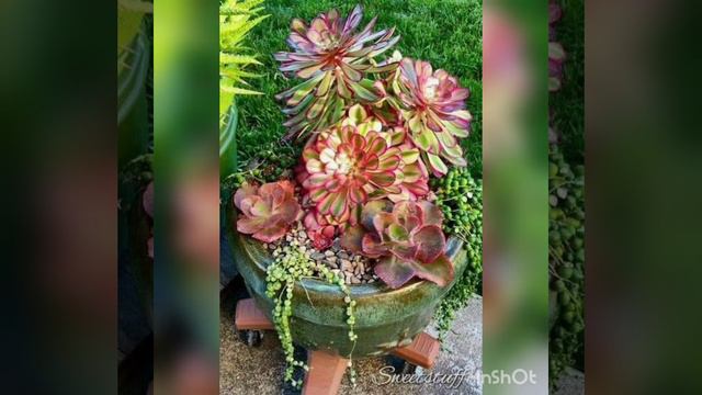 نبات الايونيوم وطرق العناية والاكثار смотреть онлайн