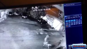 PITBULL против АКИТА АМЕРИКАНО