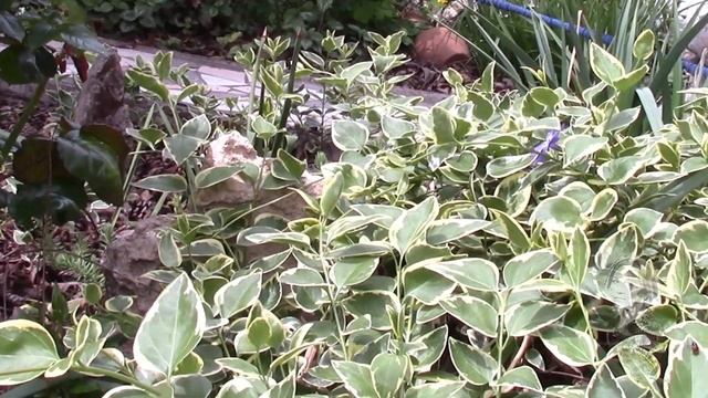 БАРВИНОК ВАРИЕГАТНЫЙ И ЗЕЛЕНЧУК  УКРАСЯТ САД  ЗАМЕЧАТЕЛЬНЫ  В ЛАНДШАФТНОМ ДИЗАЙНЕ
