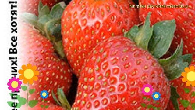 Земляника Вкуснятина F1. Краткий обзор, описание характеристик, где купить семена fragaria