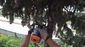 Арбористика,как правильно спилить дерево