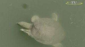 Большие "Черепахи" в Сиде, Турция! 🐢🐢🐢 Показываю, где посмотреть БЕСПЛАТНО!