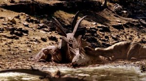 Part 2 Баллада о большом Але.