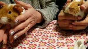 Nails, Mange Suffering Guinea Pig - Update