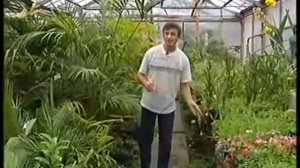 Пальмы в Вашем доме