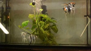 Разведение скалярий часть 1