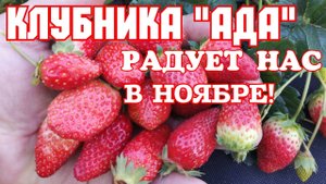 КЛУБНИКА АДА!