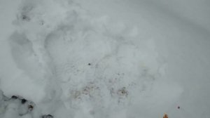 Экстренная посадка тюльпанов Лес в декабре