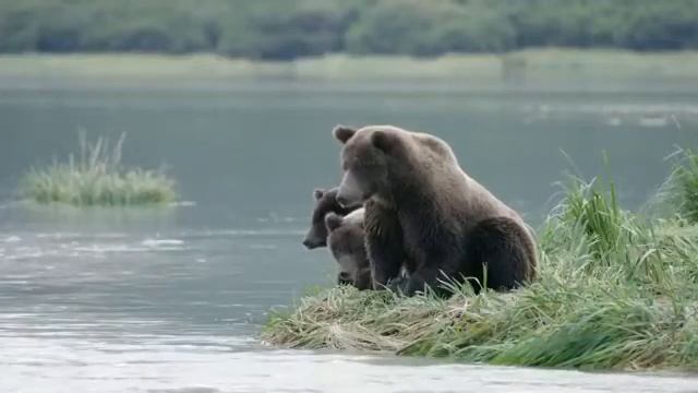 Медведь на Аляске смотреть онлайн