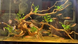 Аквариум со скаляриями и барбусами от Dương An Tài