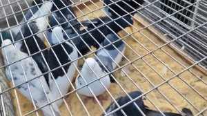 Ярмарка голубей в Воронеже