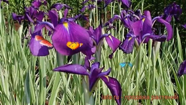 Ирис японский Вариегата (iris variegata) ? ирис Вариегата обзор: как сажать рассада ириса Вариегата смотреть онлайн