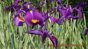 Ирис японский Вариегата (iris variegata) ? ирис Вариегата обзор: как сажать рассада ириса Вариегата