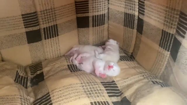 Котята 1 неделя смотреть онлайн