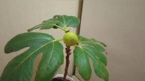 инжир созрел на подоконнике