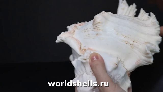 Мурекс ветвистый (Chicoreus Ramosus) 23 см.