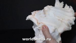 Мурекс ветвистый (Chicoreus ramosus) 23 см.