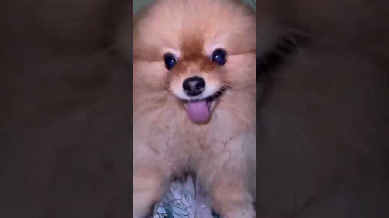 Спасибо, что пришли  #pets #животные #шпиц #шпицуля #собака