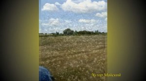 Наши медоносы: гречиха