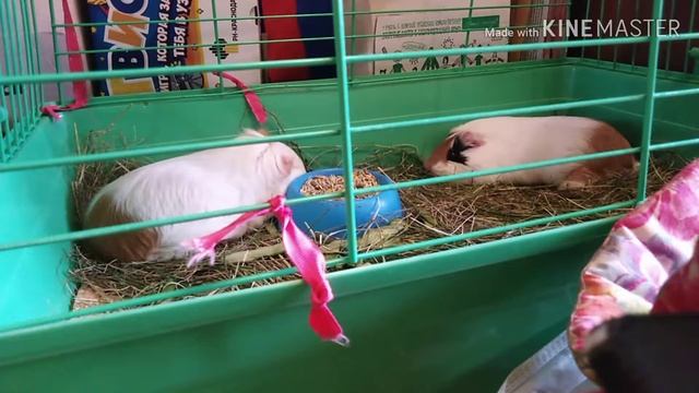 Жизнь Морских Свинок за 2 мин). Свинки живут смотреть онлайн