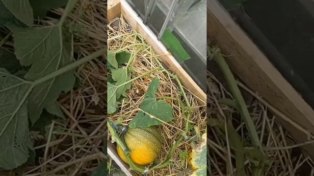 Priscilla is out of hand (again) and poor little pumpkin can't keep up 😅🎃🎃 Trimmed back now poss смотреть онлайн