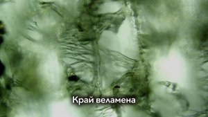 Орхидея без листьев. Может ли она выжить?!