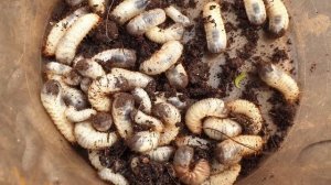 Хрущ или бронзовка? Польза или вред? Где ответ?