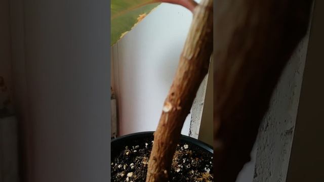 Обработала фикус цитокининовой пастой #shorts смотреть онлайн